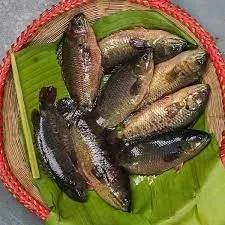 Live Koi Mach - 500 Gms